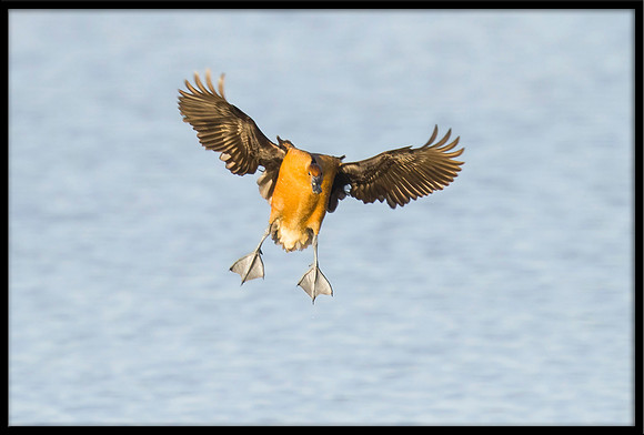 Fulvous Whistling Duck