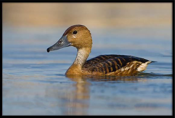 Fulvous Whistling Duck