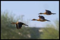 Fulvous Whistling Duck