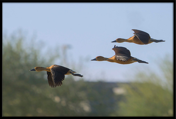 Fulvous Whistling Duck