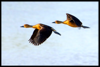 Fulvous Whistling Duck