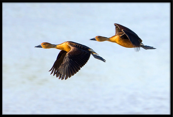 Fulvous Whistling Duck