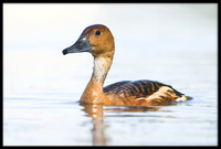 Fulvous and White-faced Whistling Ducks