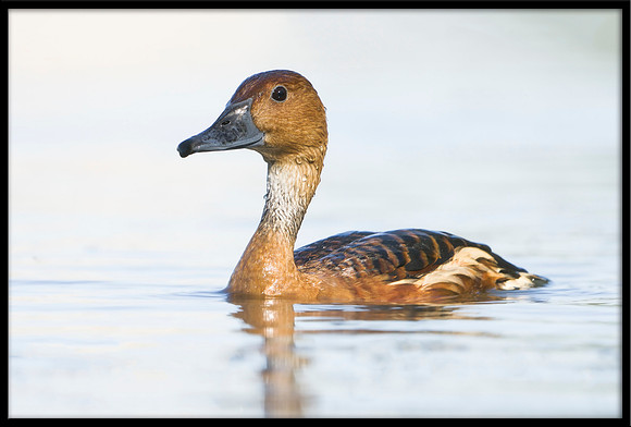 Fulvous Whistling Duck