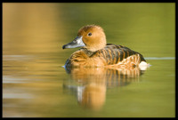 Fulvous Whistling Duck
