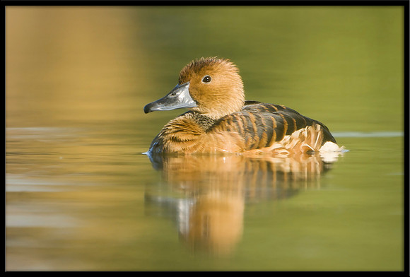 Fulvous Whistling Duck