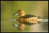 Fulvous Whistling Duck