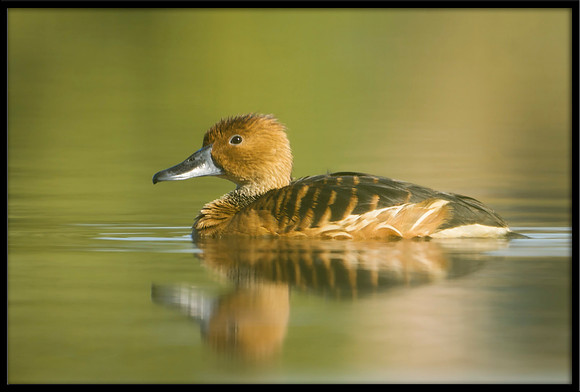 Fulvous Whistling Duck