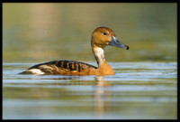 Fulvous Whistling Duck
