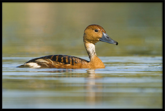 Fulvous Whistling Duck