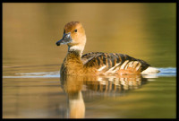 Fulvous Whistling Duck