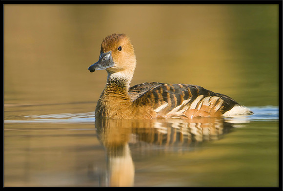 Fulvous Whistling Duck