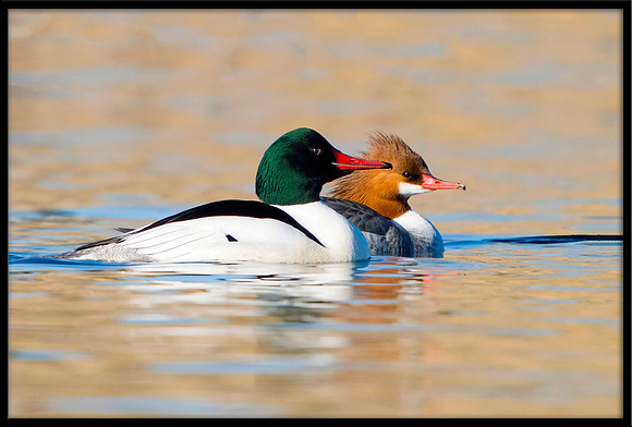 Common Merganser Couple