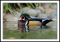 Wood Duck