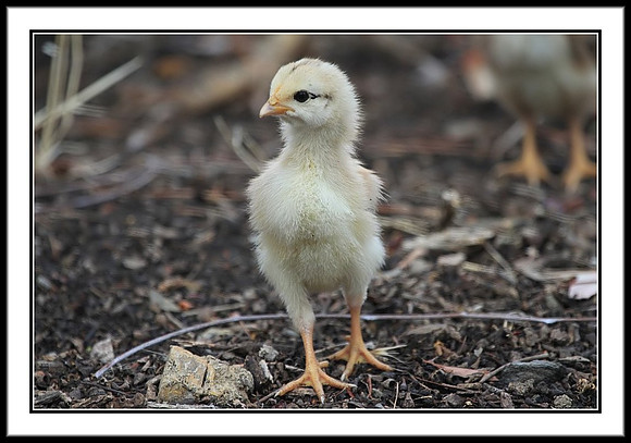 Chick about 1 week old, 9/25/11