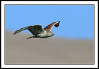 Ferruginous Hawk
