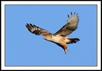 Ferruginous Hawk