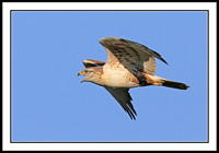 Ferruginous Hawk