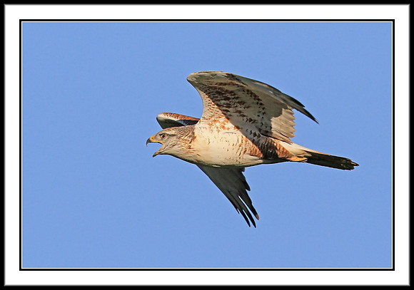 Ferruginous Hawk