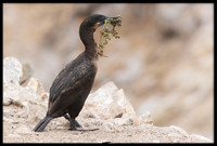 Brandt's Cormorant