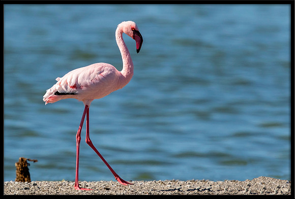 Lesser Flamingo (wild, non-captive)