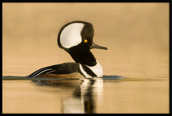 Hooded Merganser