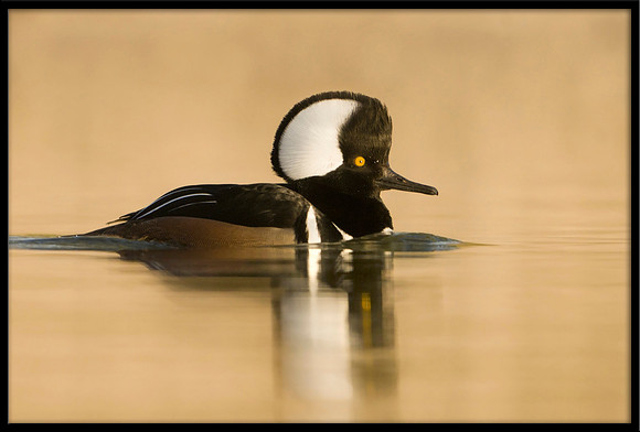 Hooded Merganser