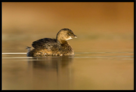 Pied-billed Grebe