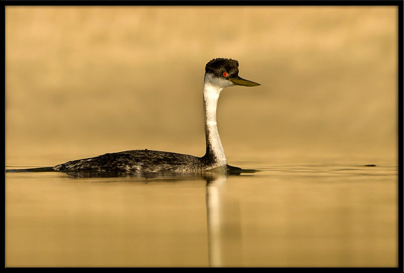 Western Grebe