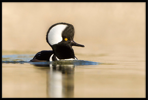 Hooded Merganser