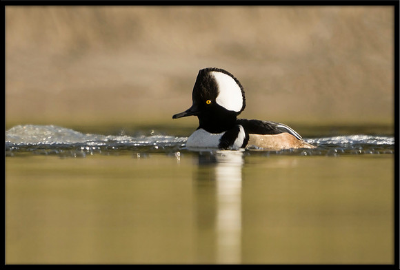 Hooded Merganser