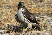 Hawk with prey