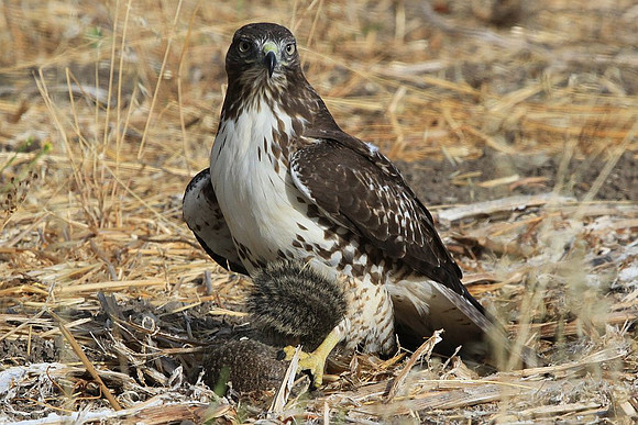 Hawk with prey