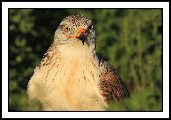 Ferruginous Hawk