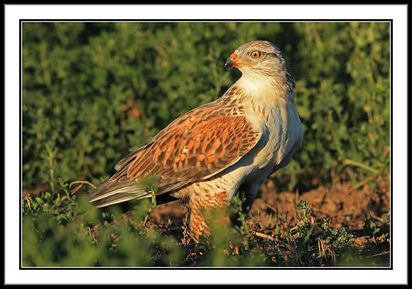 Ferruginous Hawk