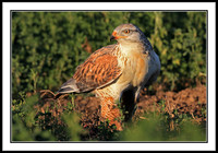 Ferruginous Hawk