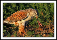 Ferruginous Hawk dining on a gopher