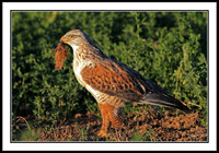 Ferruginous Hawk with gopher's head