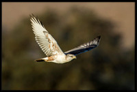Ferruginous Hawk