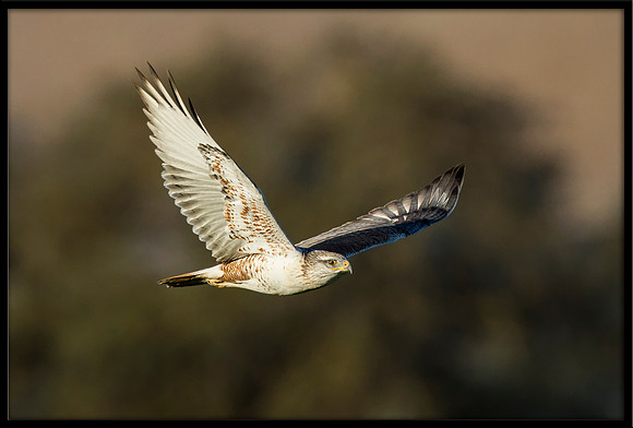 Ferruginous Hawk