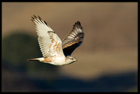 Ferruginous Hawk