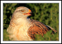 Ferruginous Hawk