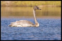 Trumpeter Swan
