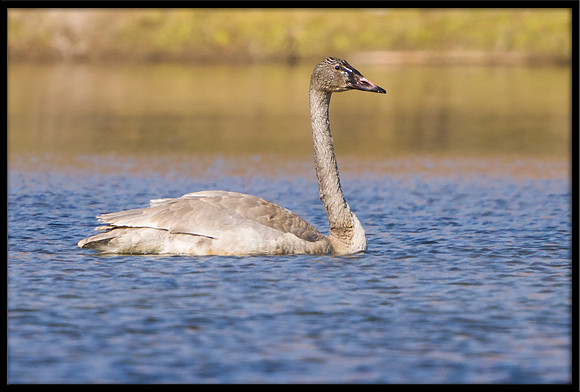 Trumpeter Swan