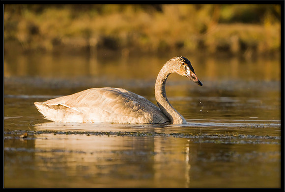 Trumpeter Swan