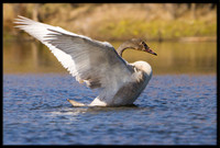 Trumpeter Swan