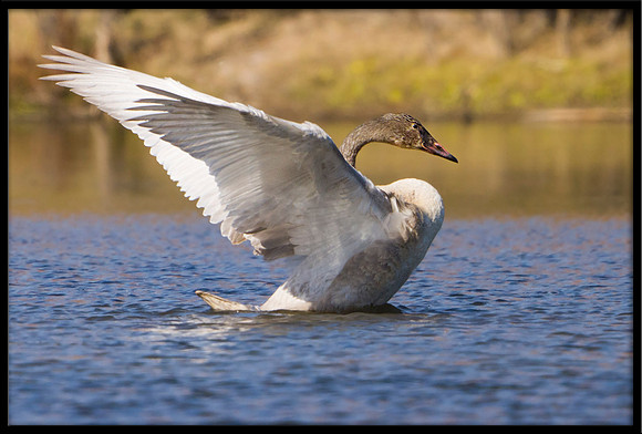 Trumpeter Swan