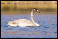 Trumpeter Swan