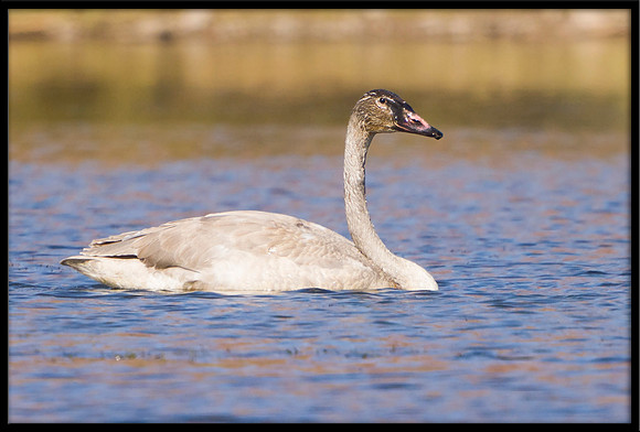 Trumpeter Swan