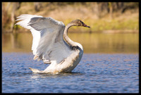 Trumpeter Swan